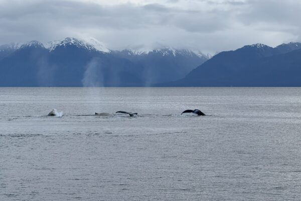 Expectation vs. Reality: Whale Watching in Alaska (Reality Completely Exceeded Expectations)