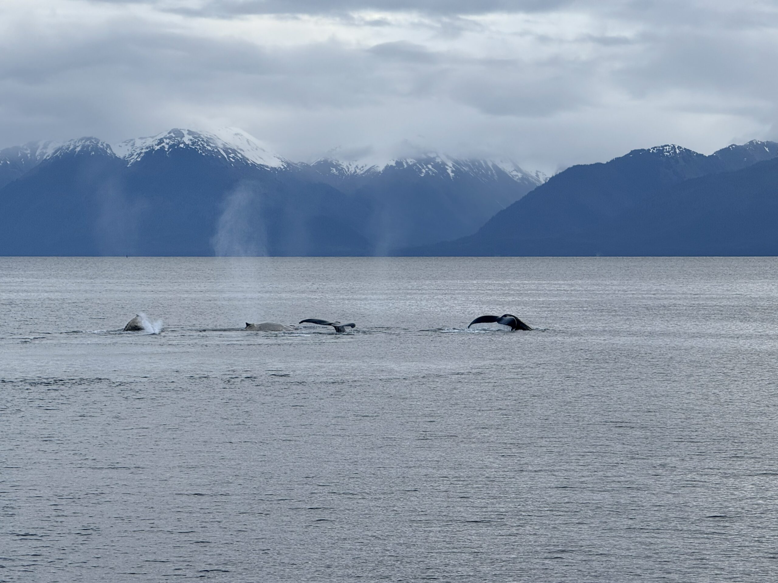 Expectation vs. Reality: Whale Watching in Alaska (Reality Completely Exceeded Expectations)